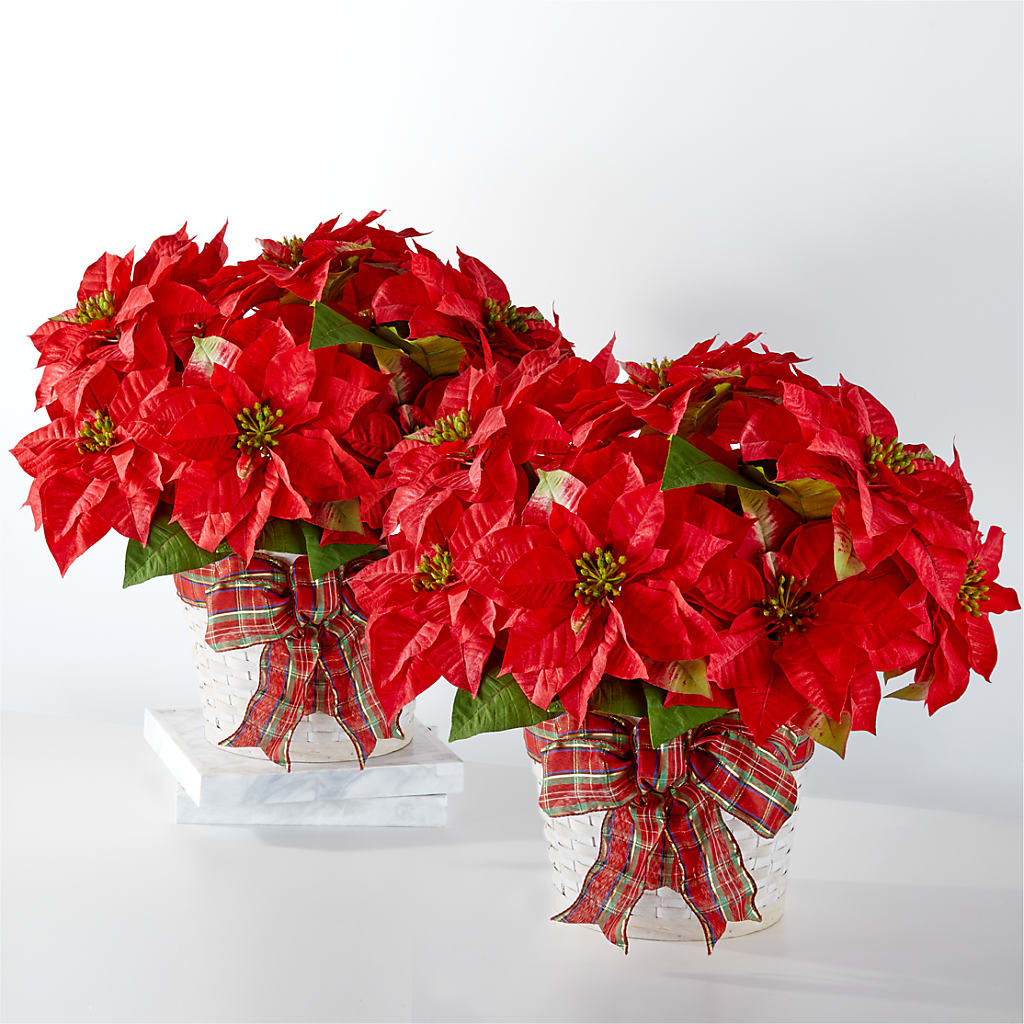 Happiest Holidays Poinsettia Bundle – Forget Me Not Flowers, Whitney TX