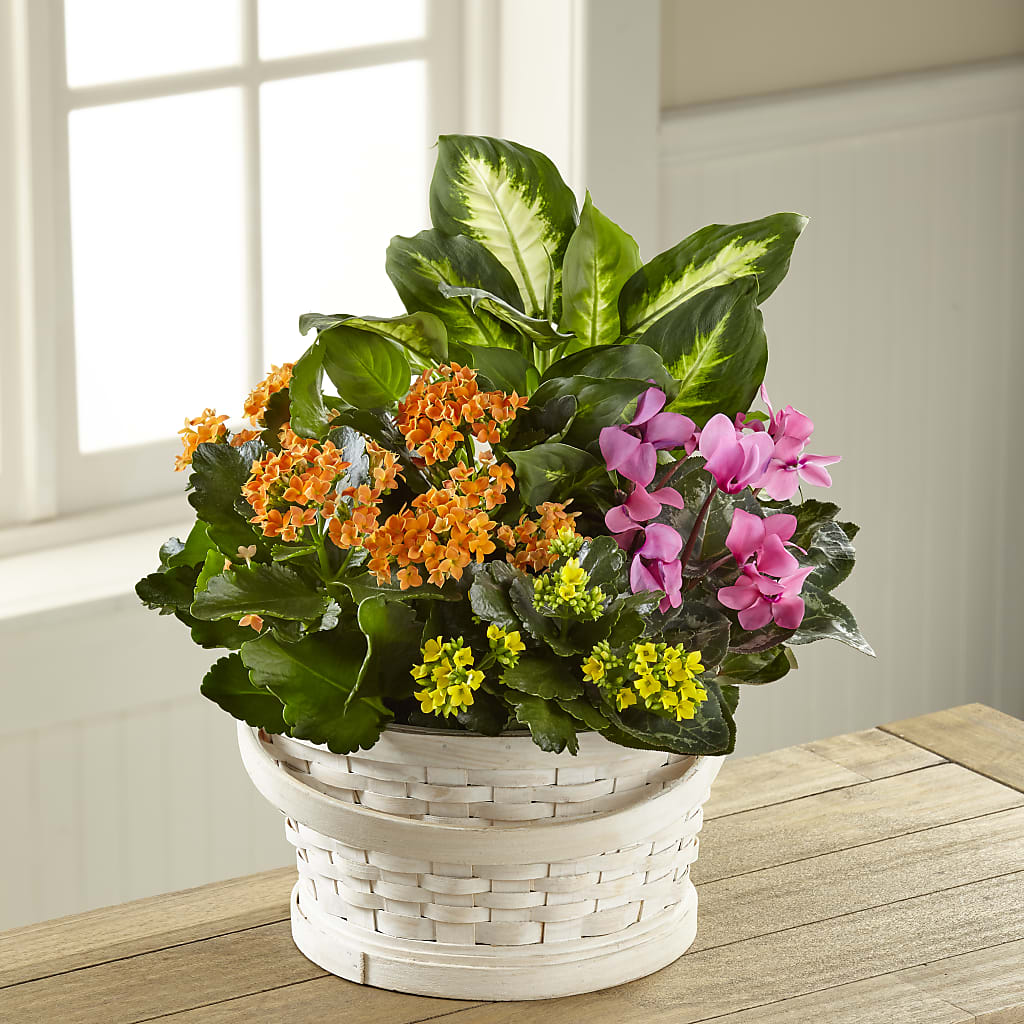 Color Crush Dishgarden – Forget Me Not Flowers, Whitney TX