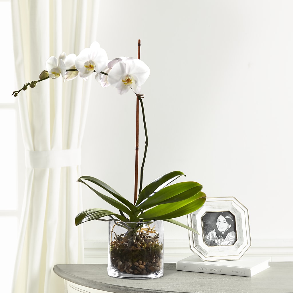 White Orchid Planter – Forget Me Not Flowers, Whitney TX
