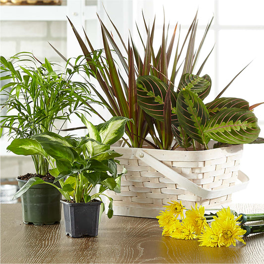 Florist Designed Blooming and Green Plants in a Basket –  Forget Me Not Flowers, Whitney TX