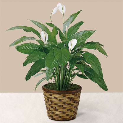 Tranquil Moments Peace Lily Plant –  Forget Me Not Flowers, Whitney TX