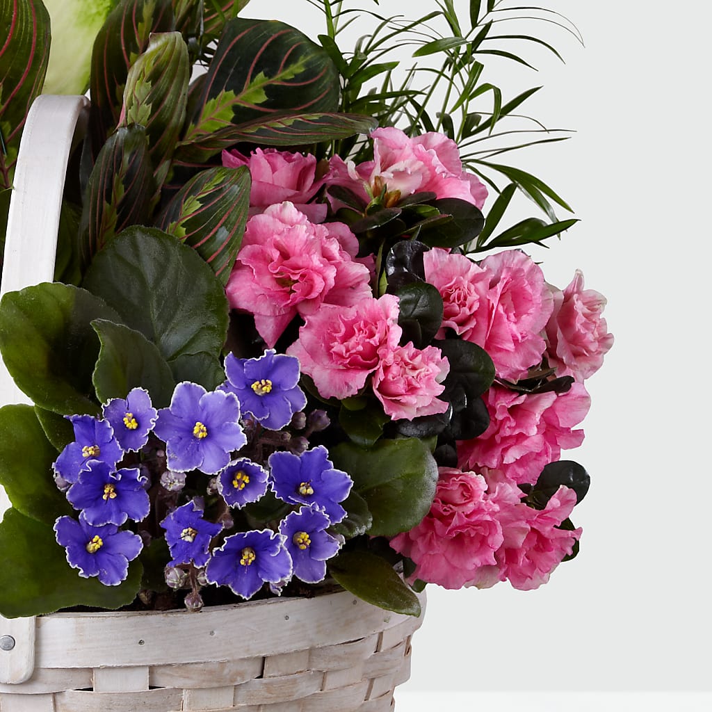 Peaceful Garden Planter –  Forget Me Not Flowers, Whitney TX