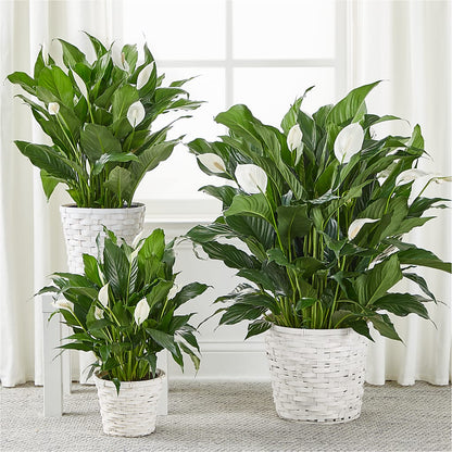 A New Leaf Peace Lily –  Forget Me Not Flowers, Whitney TX