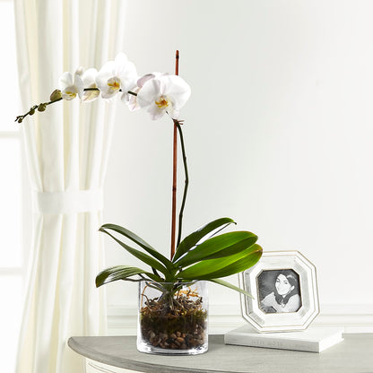 White Orchid Planter –  Forget Me Not Flowers, Whitney TX